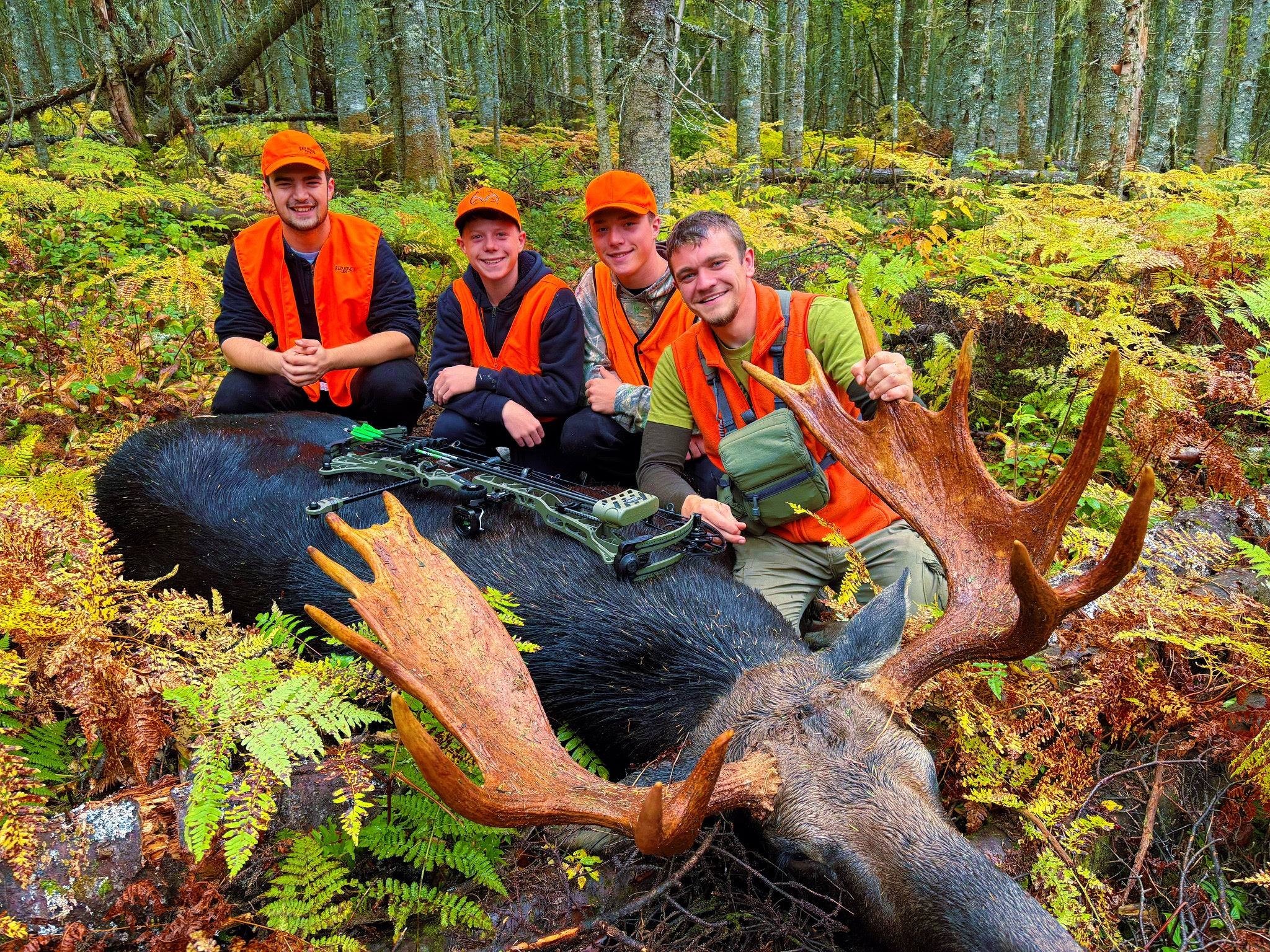 Four hunters in orange vests and hats with a large moose in a forest setting.